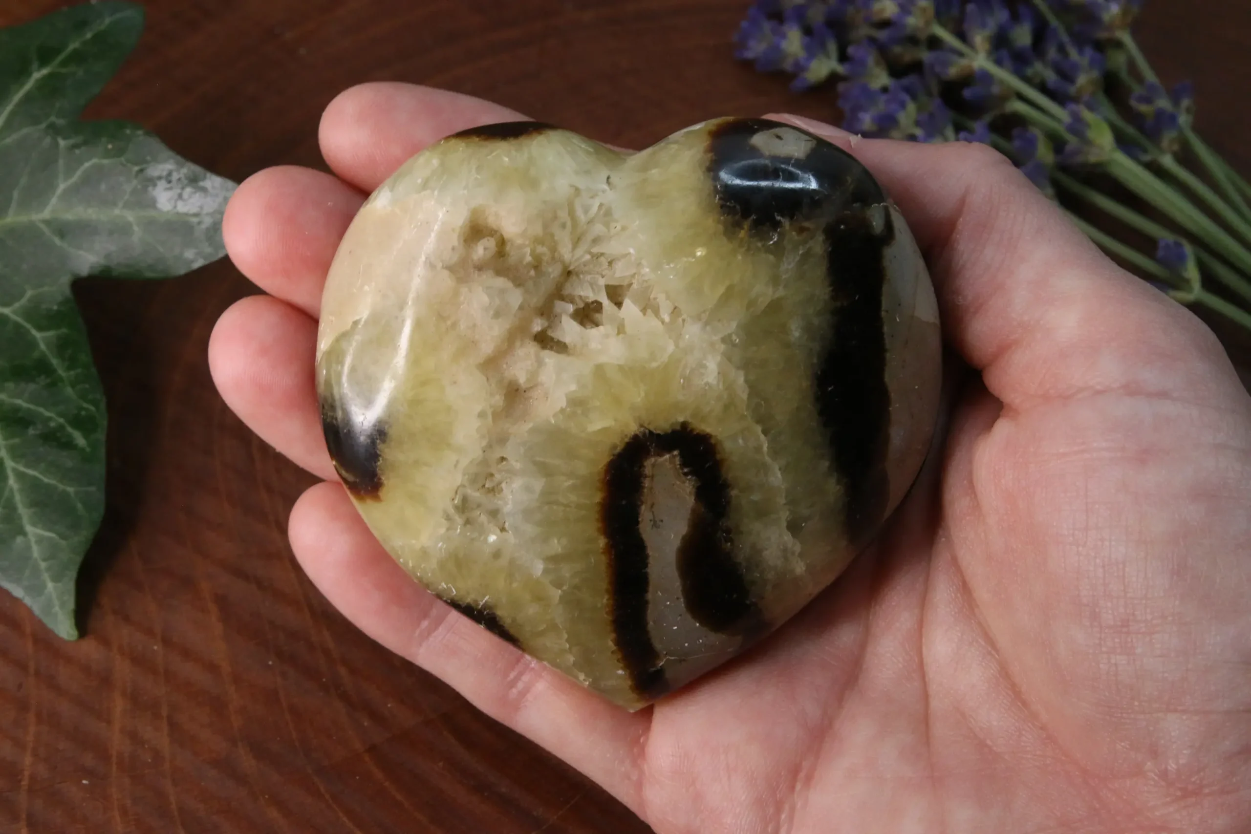 septaria coeur main