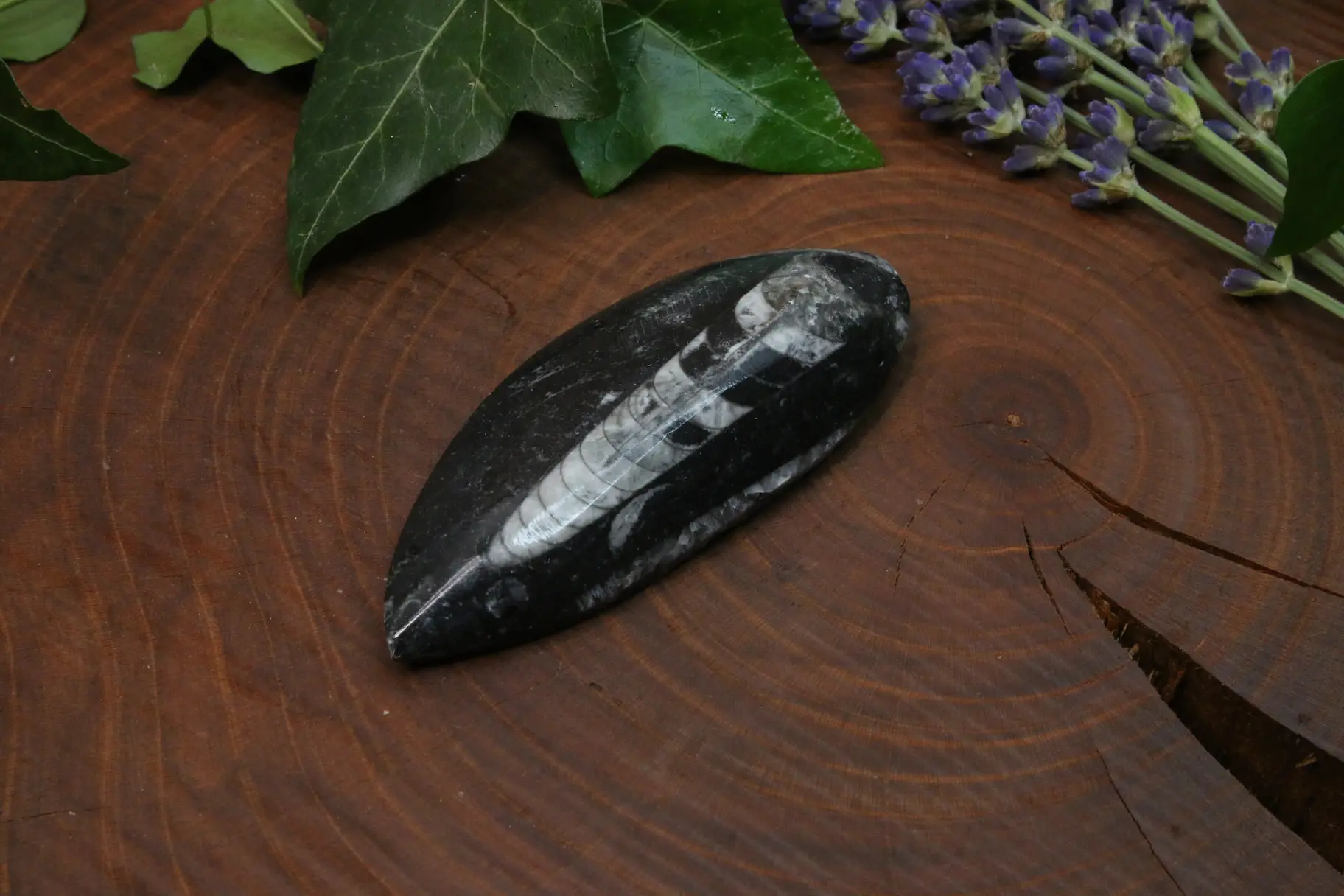Orthoceras 9cm