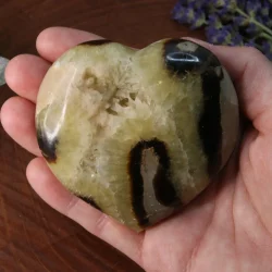 septaria coeur main