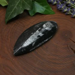 orthoceras (1)